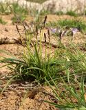 Carex ericetorum