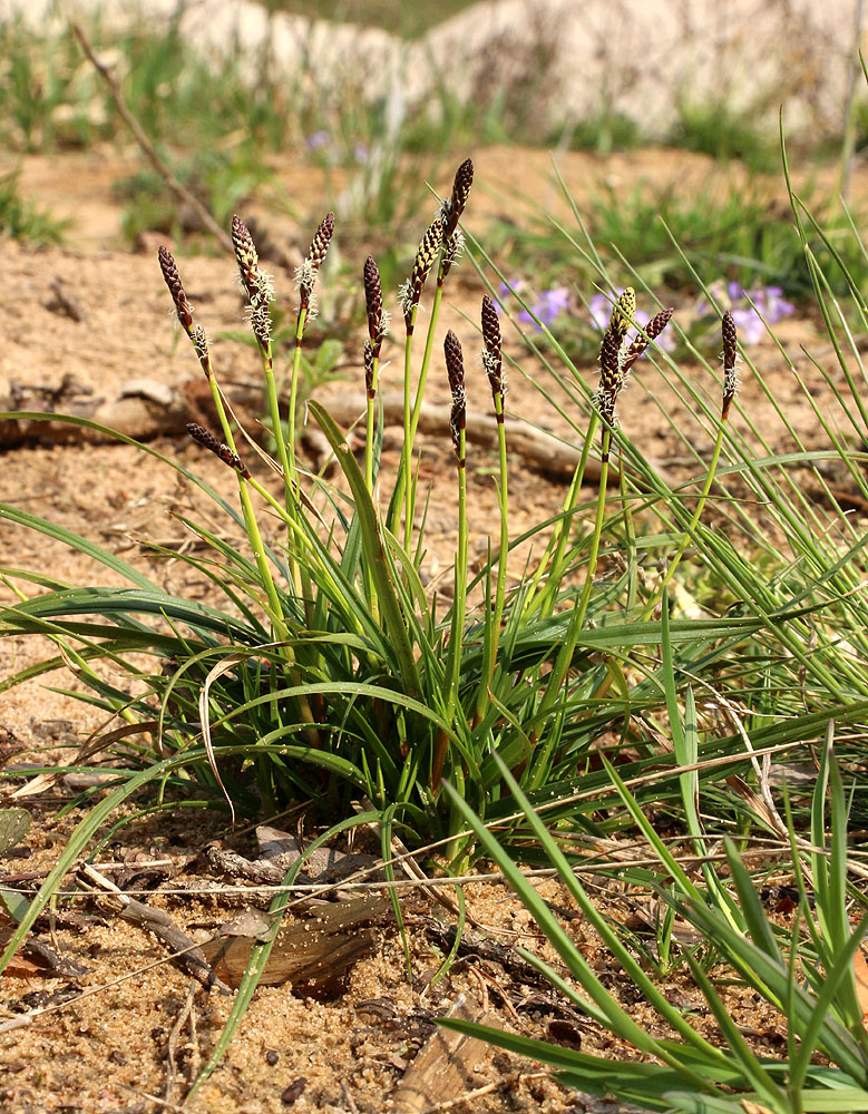 Изображение особи Carex ericetorum.