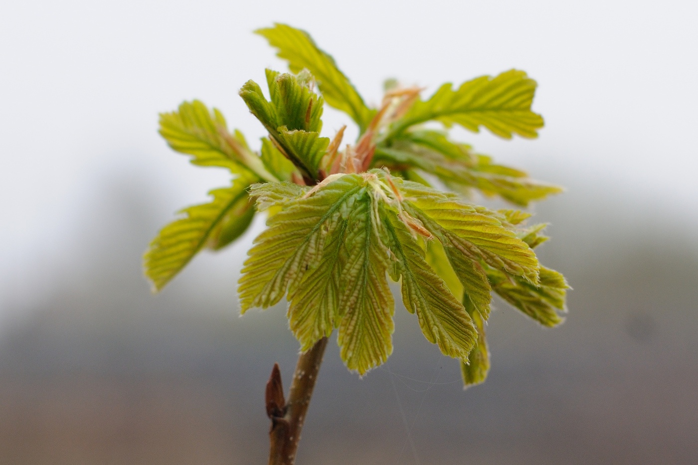 Изображение особи Quercus mongolica.