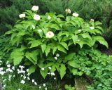 Paeonia macrophylla