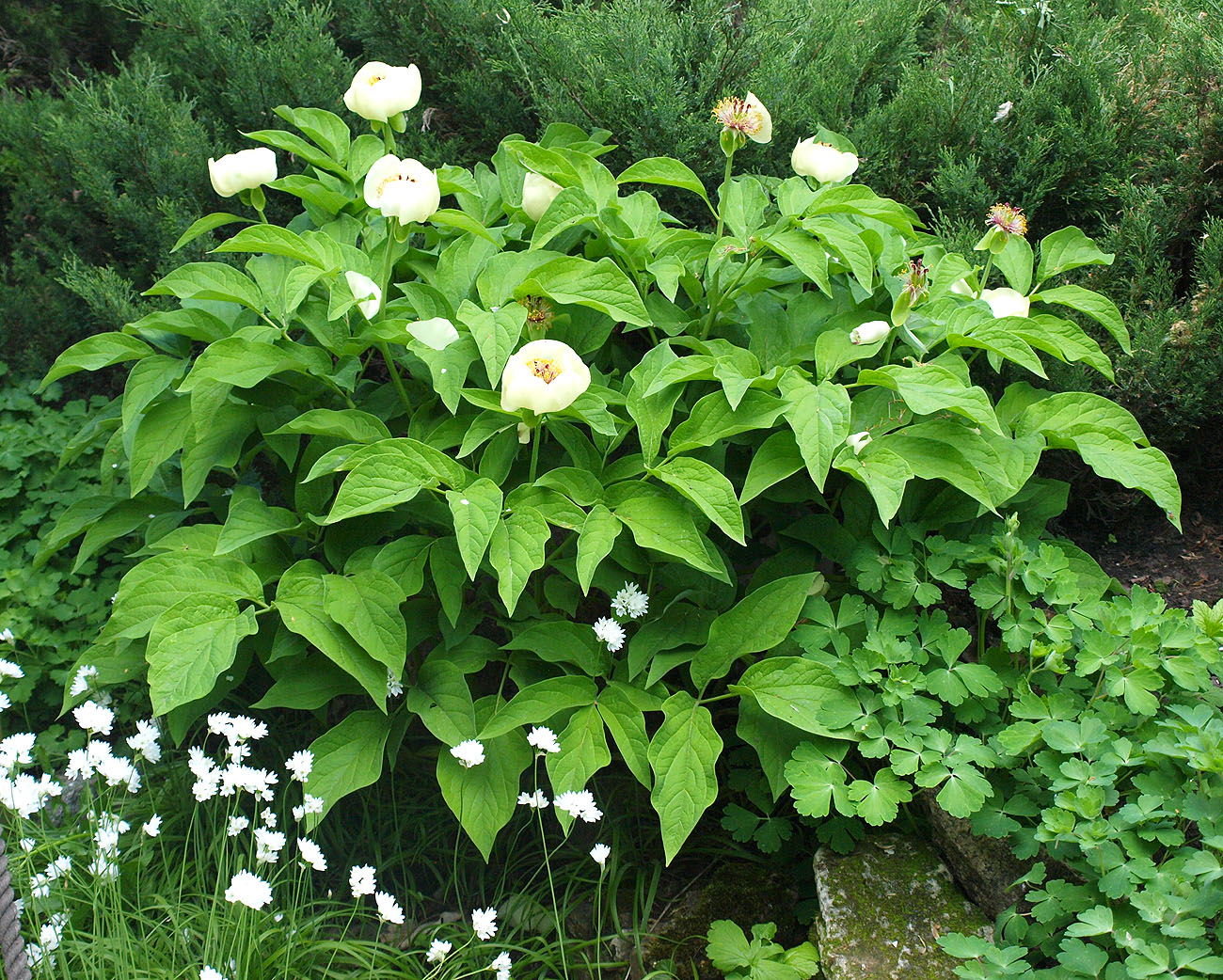 Изображение особи Paeonia macrophylla.
