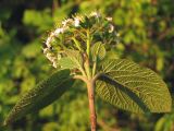 Viburnum lantana