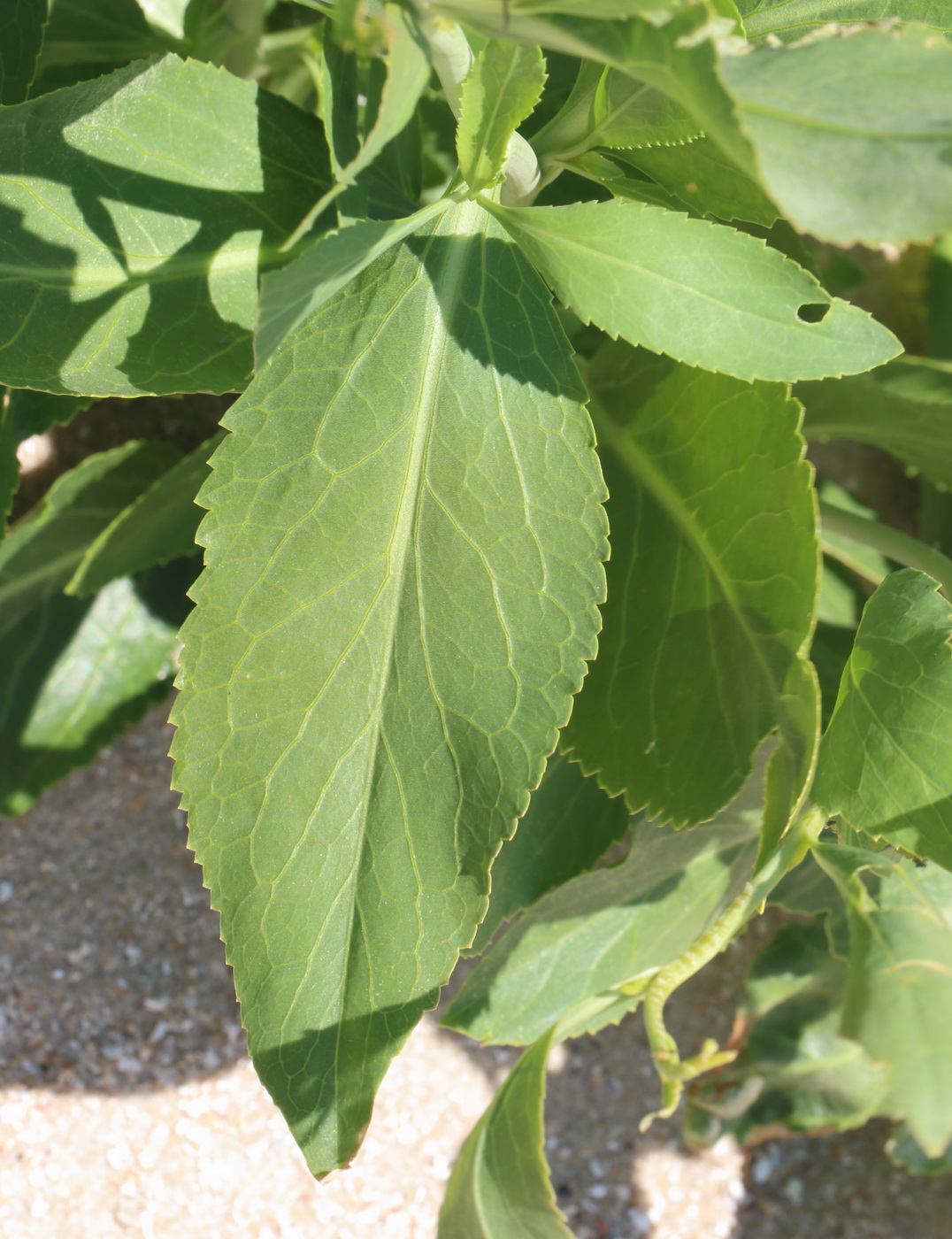 Изображение особи Lepidium latifolium.