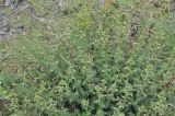 Scrophularia variegata. Цветущее растение с сухими прошлогодними плодоносящими побегами. Грузия, Казбегский муниципалитет, с. Гергети, окраина. 22.05.2018.