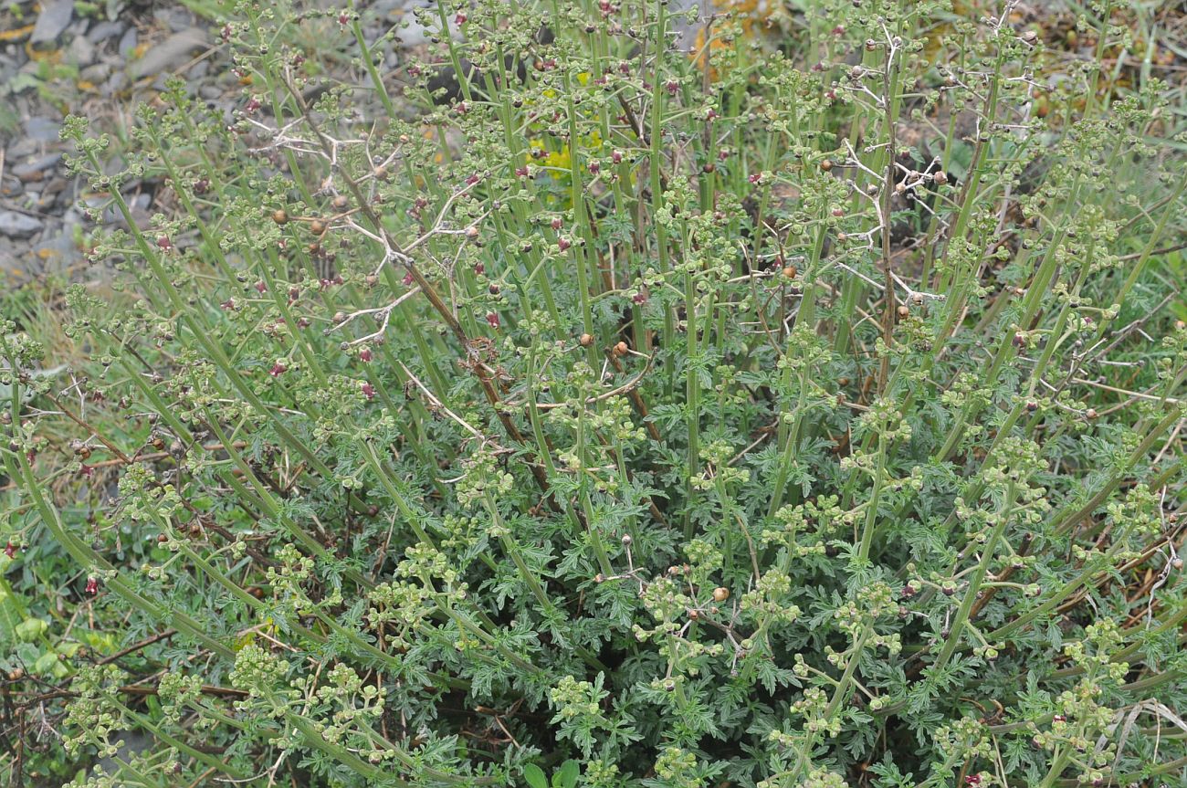 Изображение особи Scrophularia variegata.
