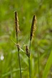 Carex panicea. Верхушки цветущих побегов. Башкортостан, Бурзянский р-н, Галиакберовский сельсовет, ниже. дер. Верхний Нугуш, долина р. Нугуш, правый берег, зарастающий галечник. 11 июня 2018 г.
