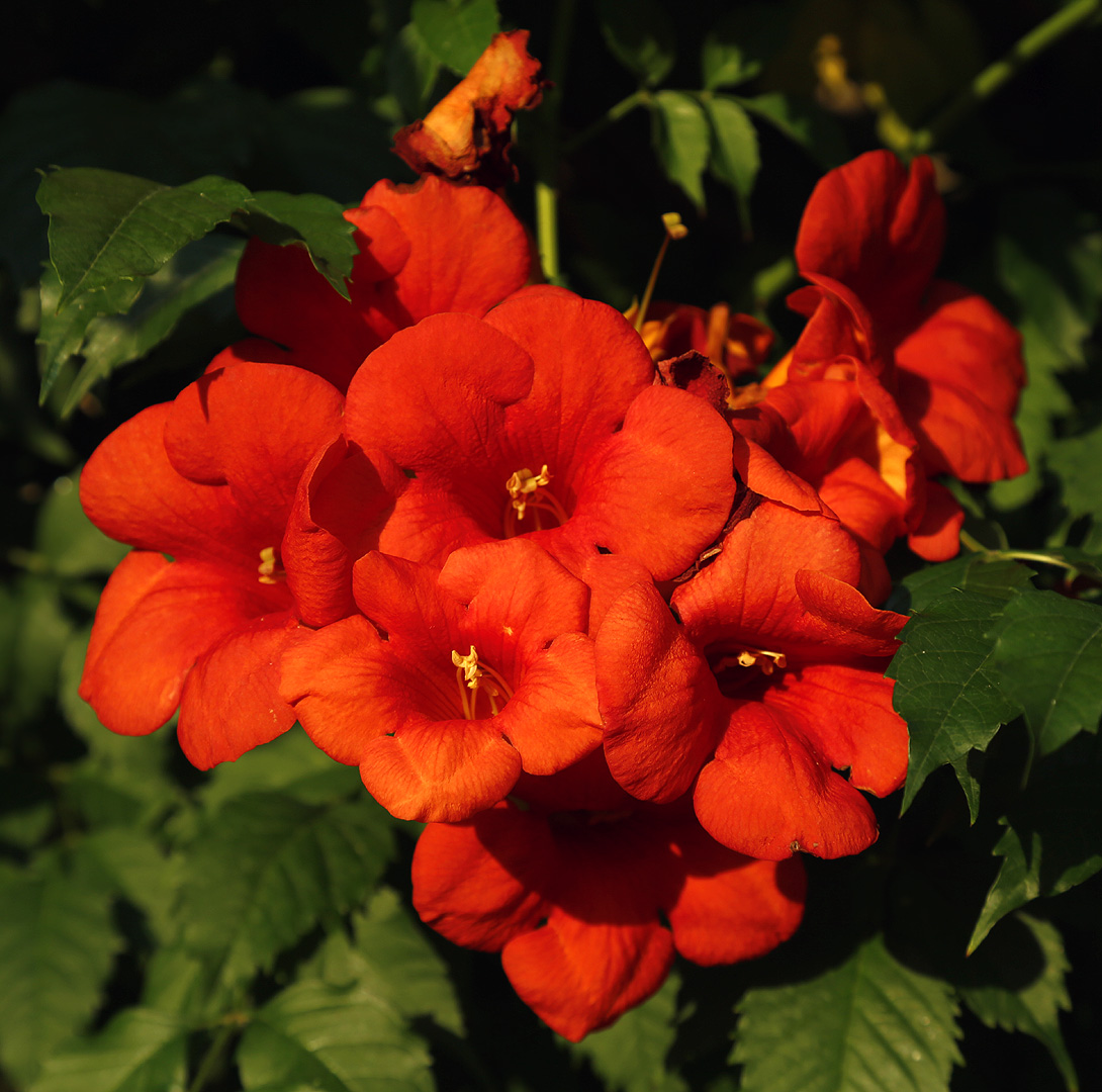 Image of Campsis grandiflora specimen.