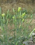 Dianthus lanceolatus. Верхушки побегов с распускающимися цветками. Дагестан, Кумторкалинский р-н, близ ж. д. 06.05.2018.