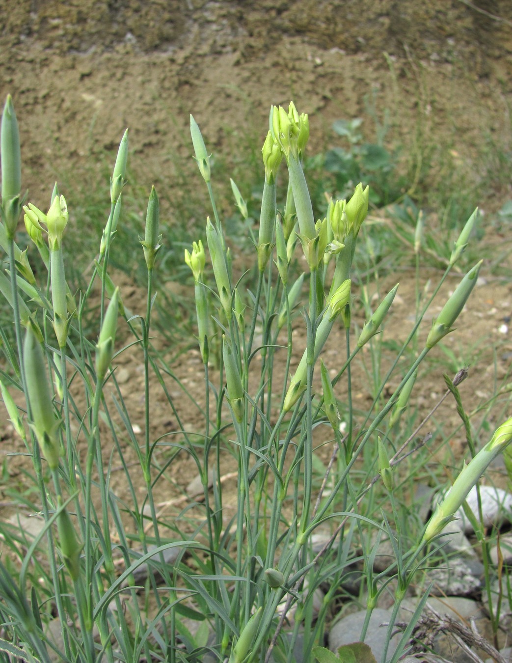 Изображение особи Dianthus lanceolatus.