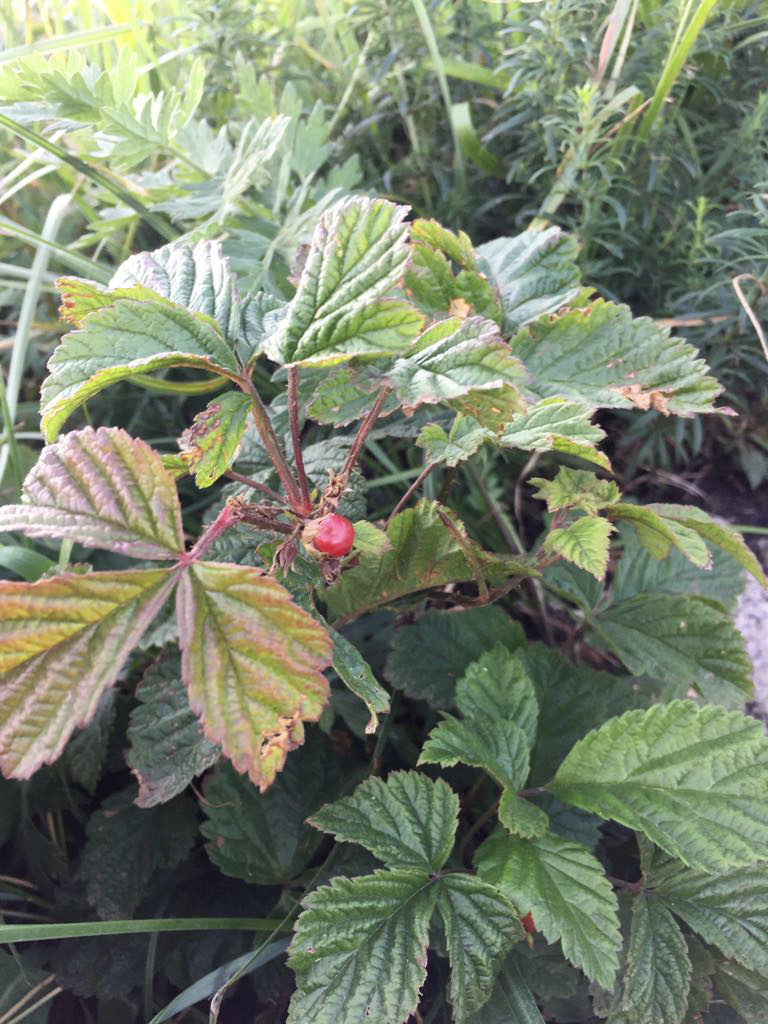 Image of Rubus saxatilis specimen.