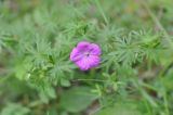 Geranium sanguineum