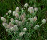 Trifolium arvense. Верхушки цветущих растений. Московская обл., Раменский р-н, окр. ж.-д. платформы Хрипань, обочина дороги через залежь. 27.07.2018.