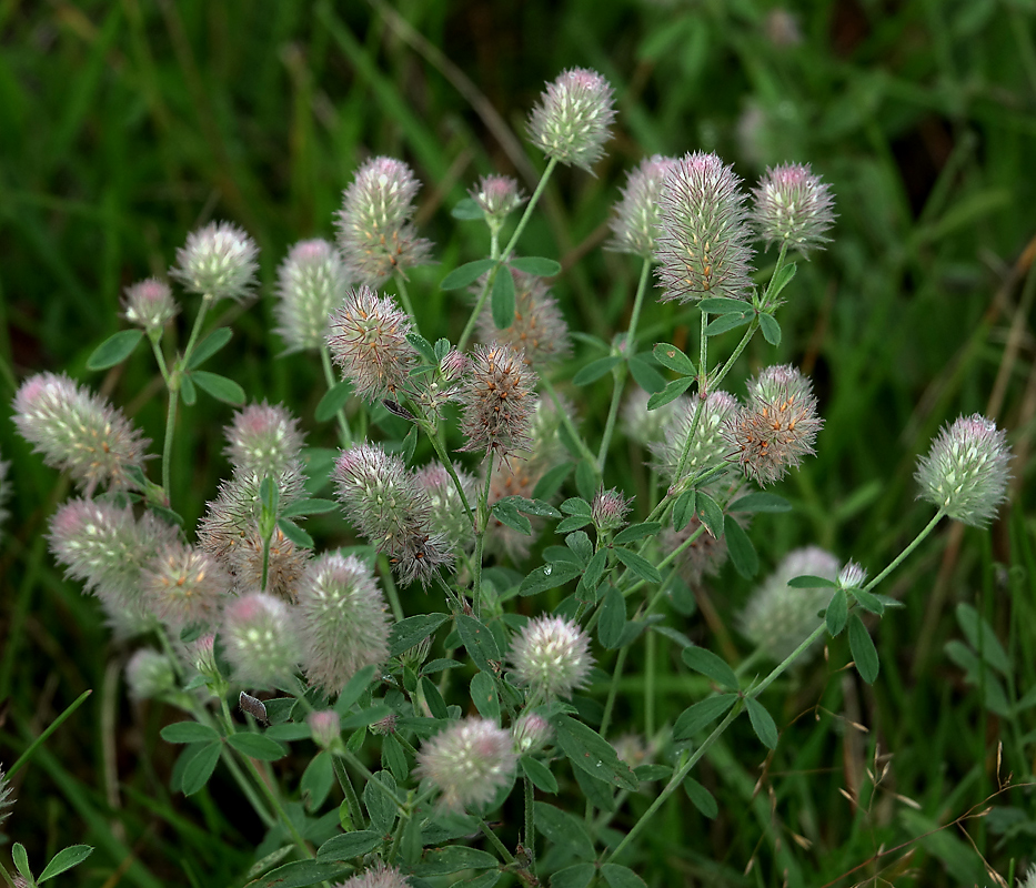 Image of Trifolium arvense specimen.