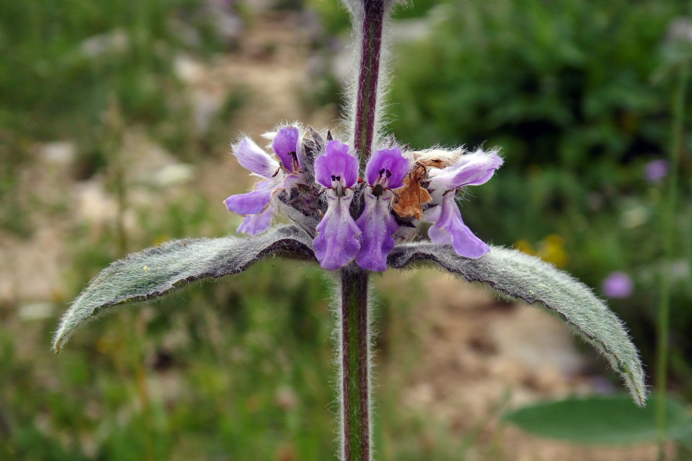 Image of Stachys balansae specimen.