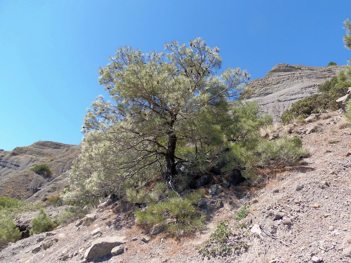 Image of Pinus pityusa specimen.