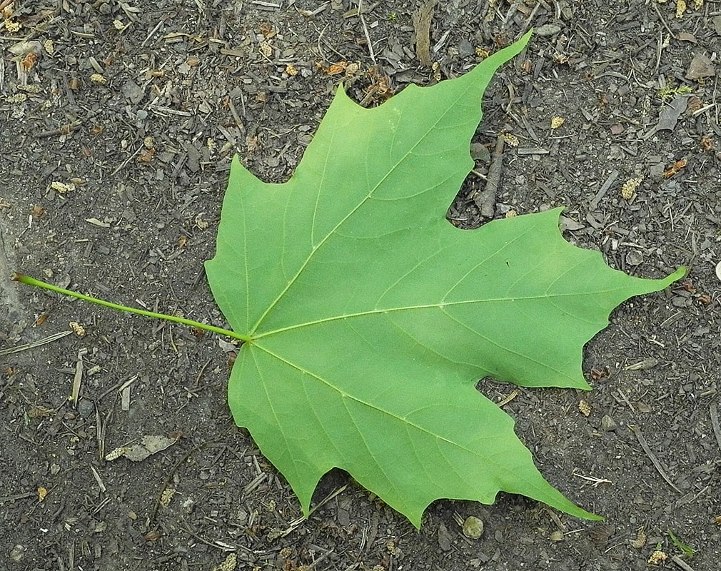 Изображение особи Acer saccharum.