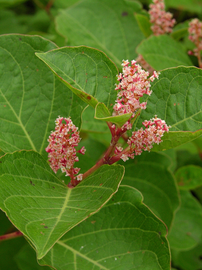 Изображение особи Reynoutria japonica var. compacta.