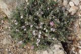 Teucrium brevifolium