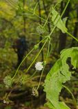 Knautia tatarica