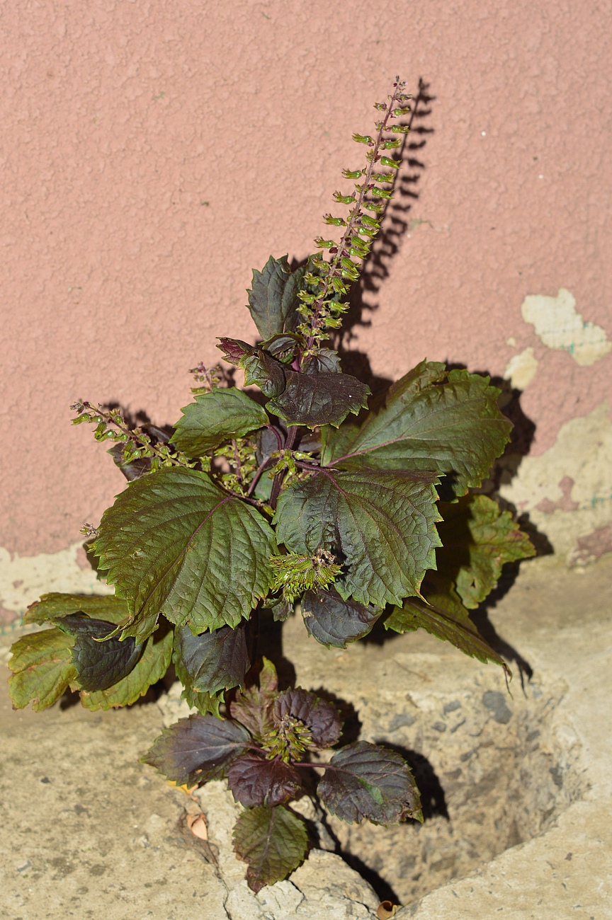 Image of Perilla nankinensis specimen.