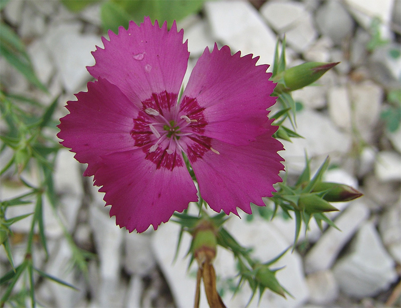Image of Dianthus caucaseus specimen.
