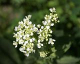 Cardaria repens. Цветки и бутоны. Узбекистан, г. Бухара, пустырь. 28.04.2018.