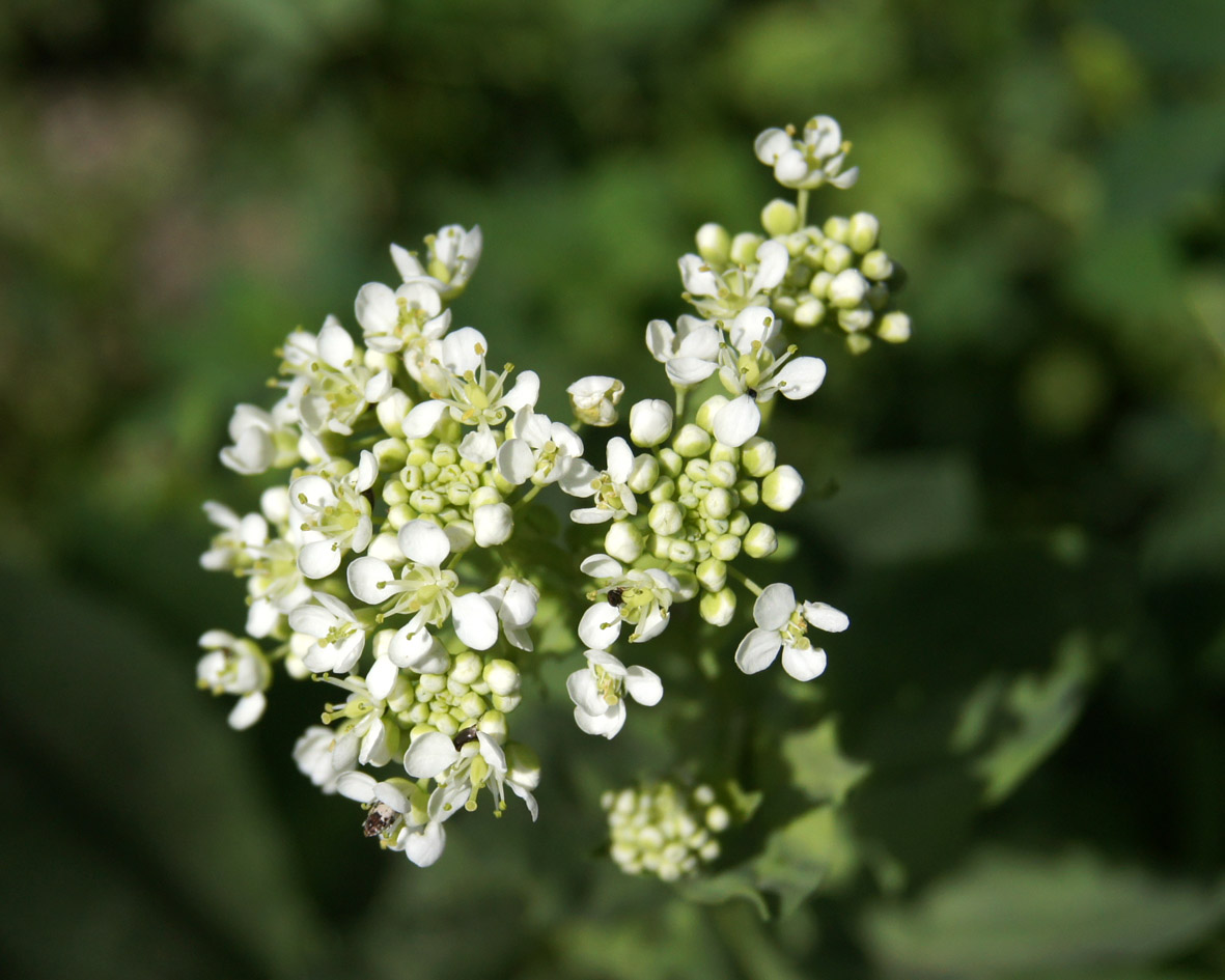 Image of Cardaria repens specimen.