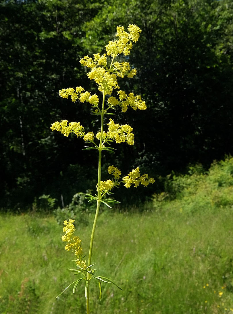 Изображение особи Galium verum.