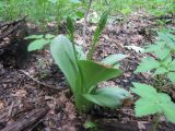 Platanthera bifolia