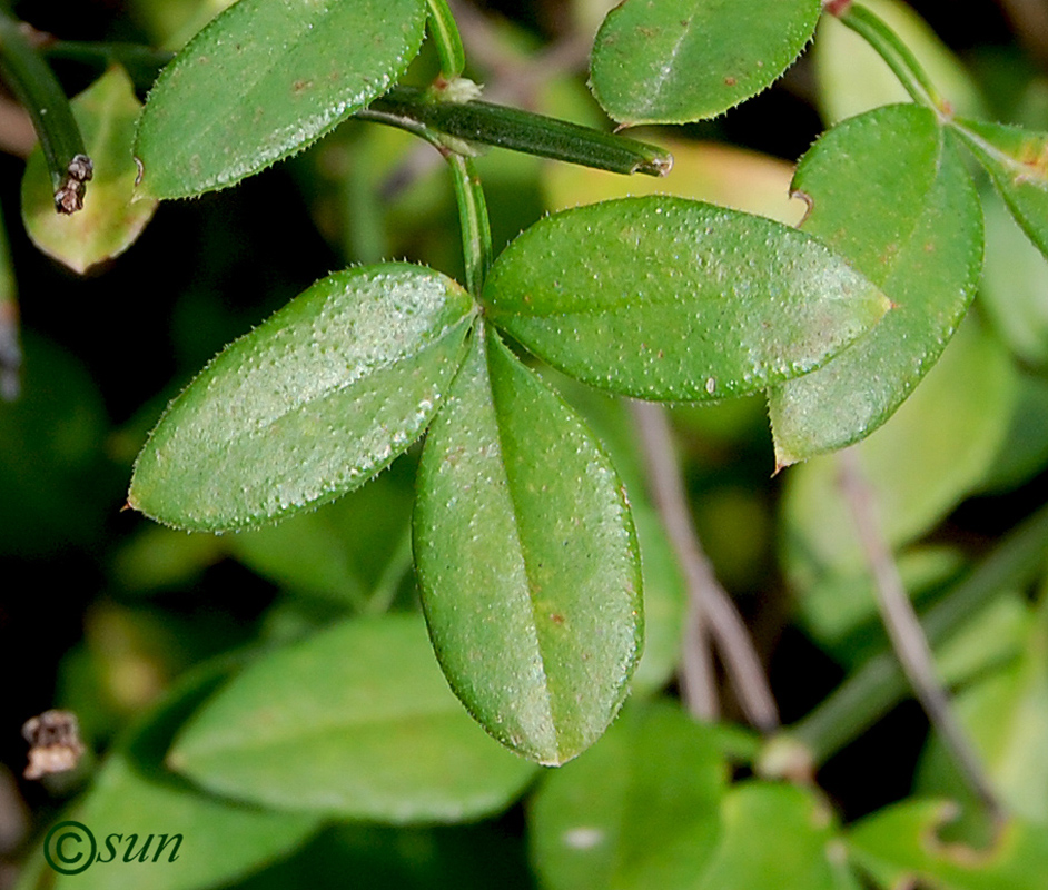 Image of Jasminum nudiflorum specimen.