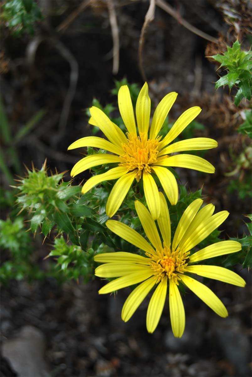 Image of Cullumia setosa specimen.