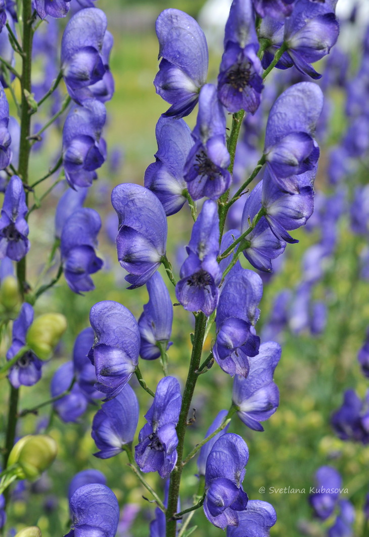 Image of Aconitum &times; stoerkianum specimen.