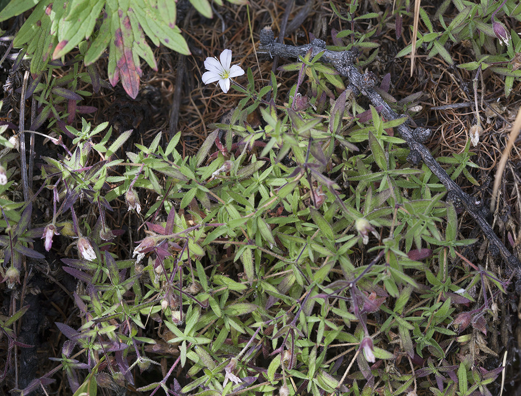 Изображение особи Gypsophila sericea.