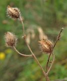 Helianthemum canum