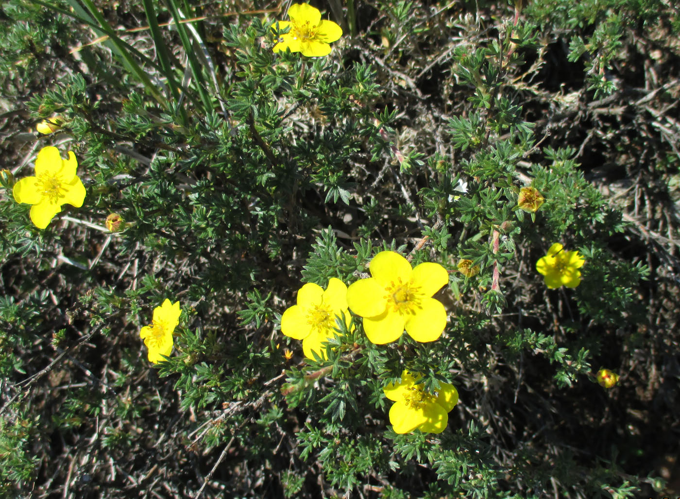 Image of Dasiphora parvifolia specimen.