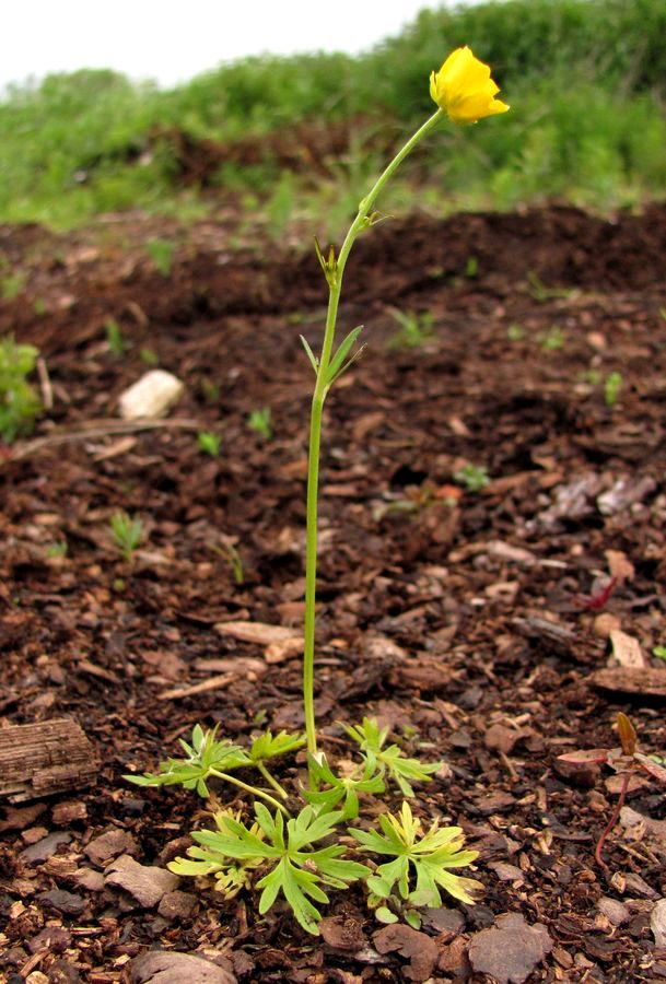 Image of genus Ranunculus specimen.