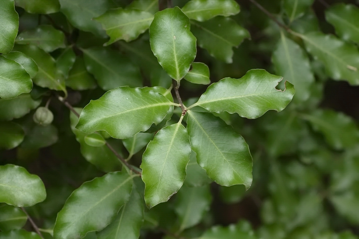 Image of genus Pittosporum specimen.