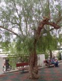 Schinus molle