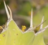 Euphorbia grandicornis