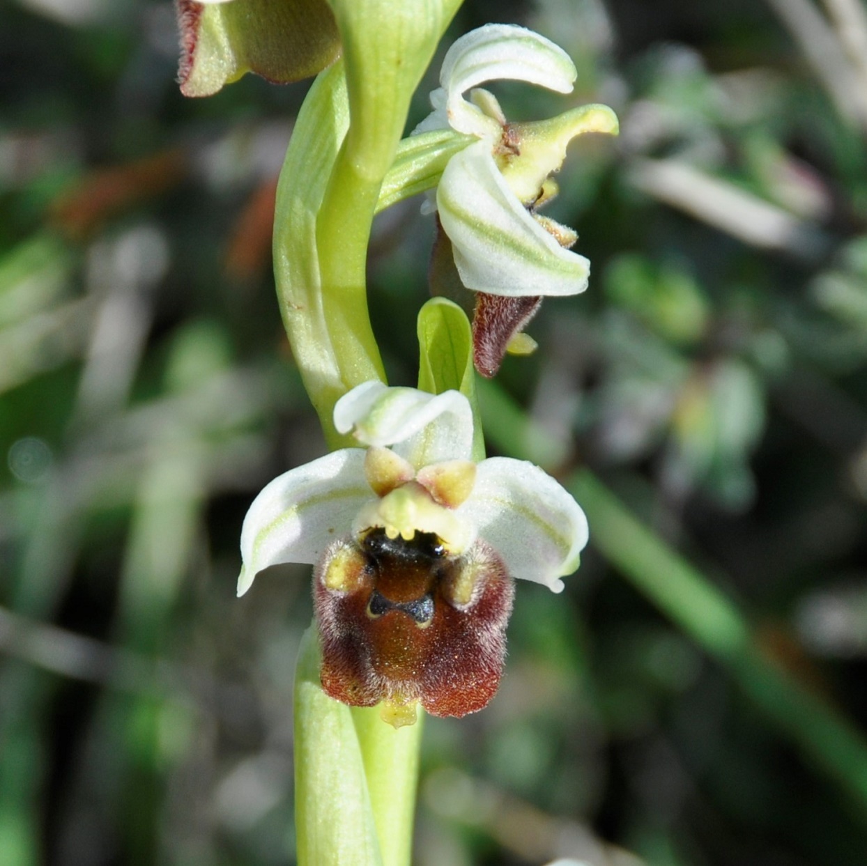 Изображение особи Ophrys bornmuelleri.