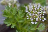 Chaerophyllum humile. Фрагмент соцветия и листа. Карачаево-Черкесия, Зеленчукский р-н, окр. пос. Архыз, хребет Абишира-Ахуба, зап. склон пер. Агур Южный, 2980 м н.у.м., каменистая площадка. 30.07.2018.