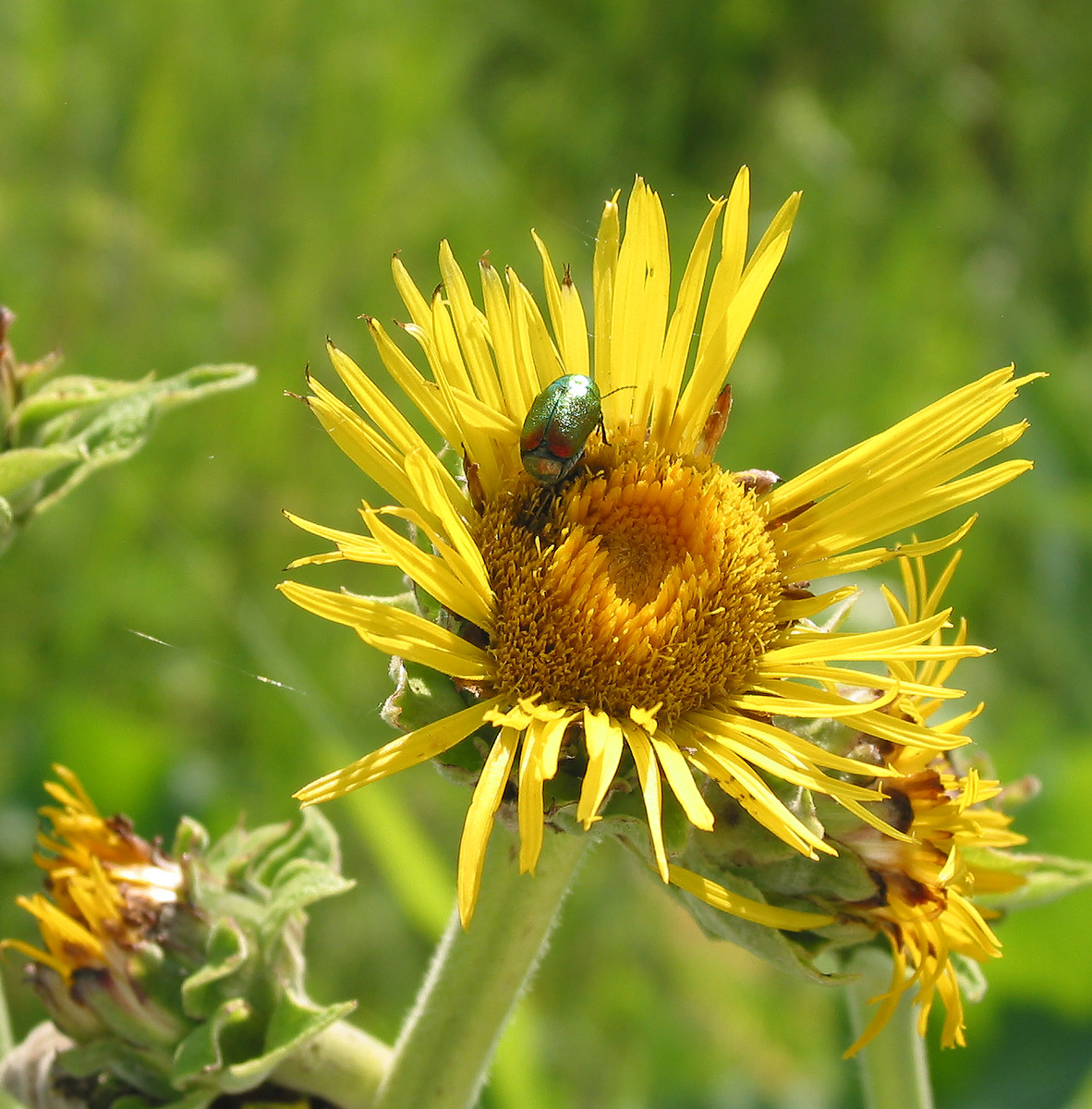 Изображение особи Inula helenium.