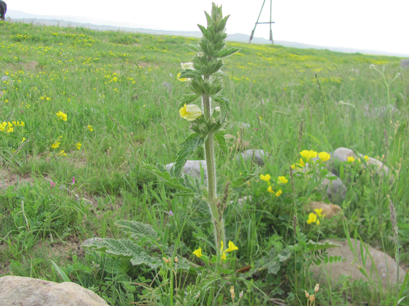 Изображение особи Phlomoides labiosissima.