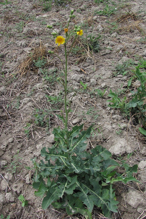 Image of Sonchus arvensis ssp. uliginosus specimen.