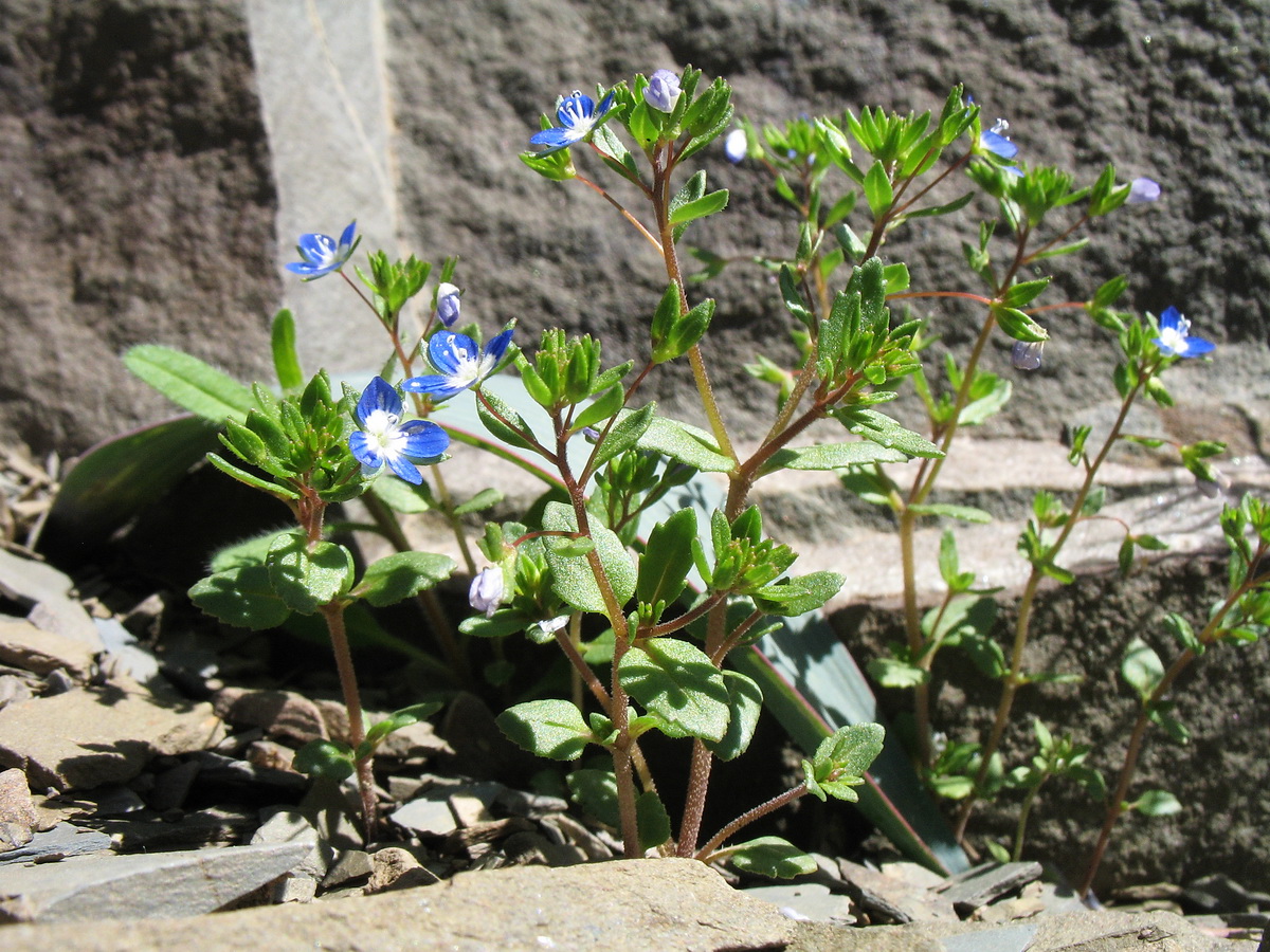 Image of Veronica campylopoda specimen.