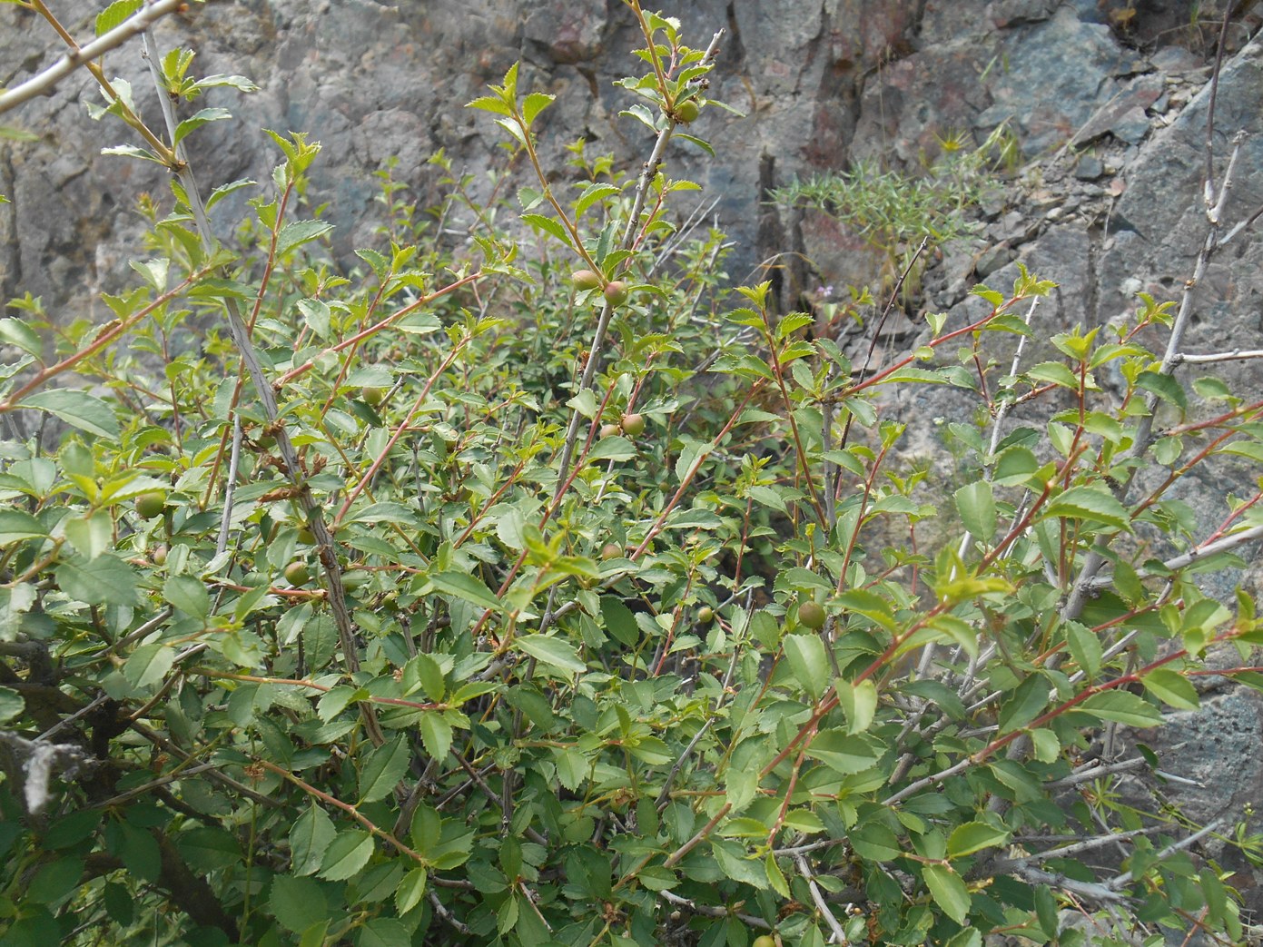 Image of Cerasus verrucosa specimen.