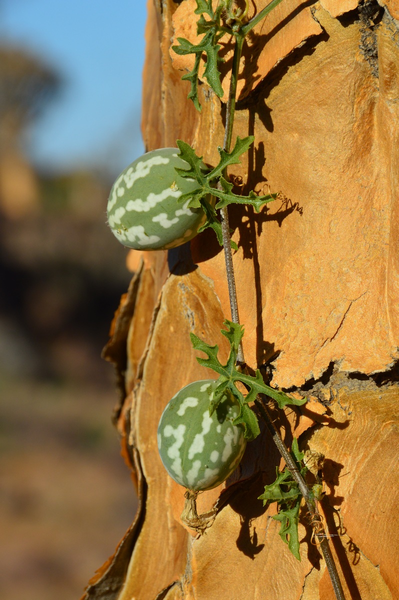 Изображение особи Citrullus lanatus.