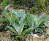 Verbascum gnaphalodes