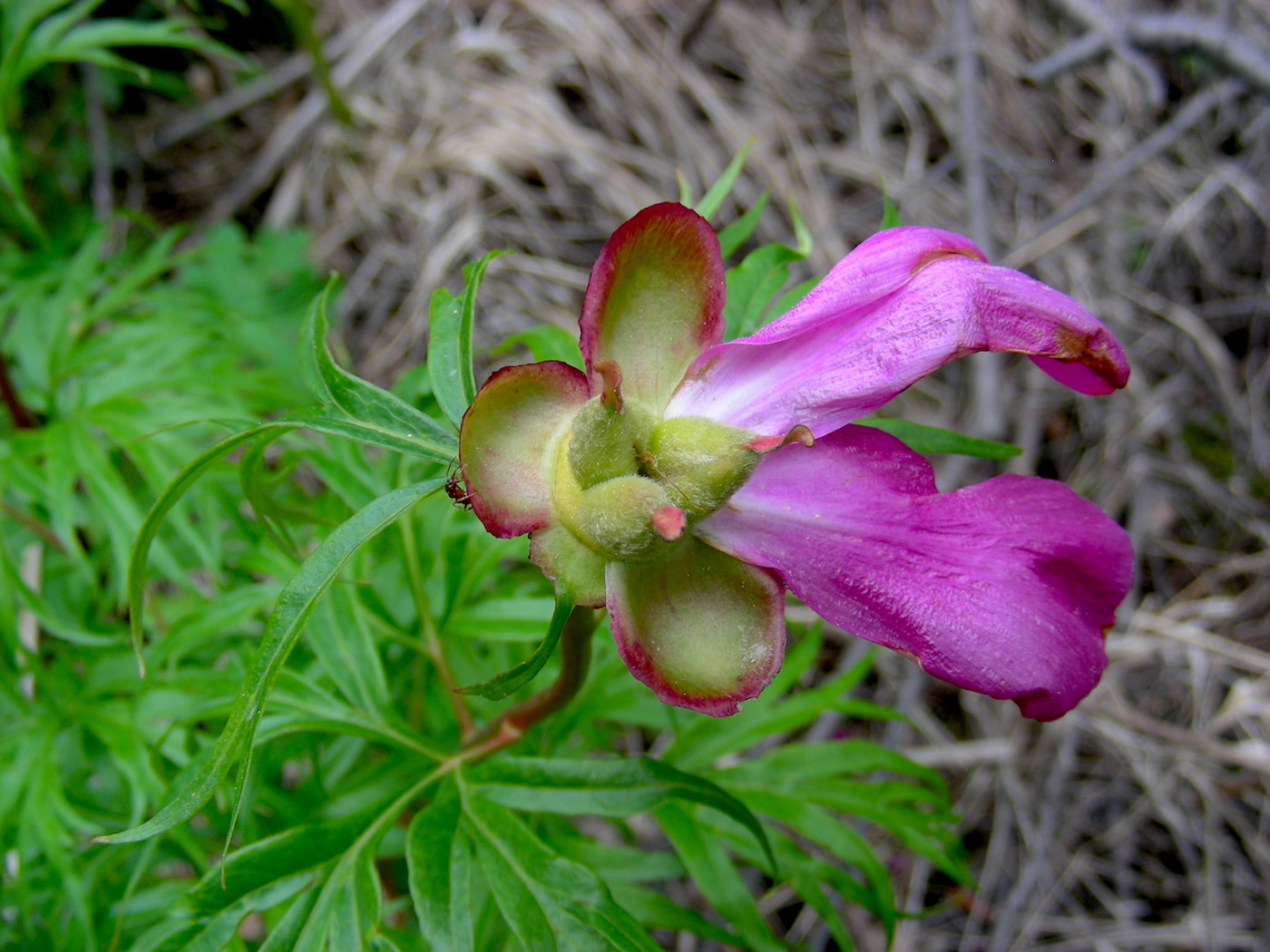 Image of Paeonia intermedia specimen.