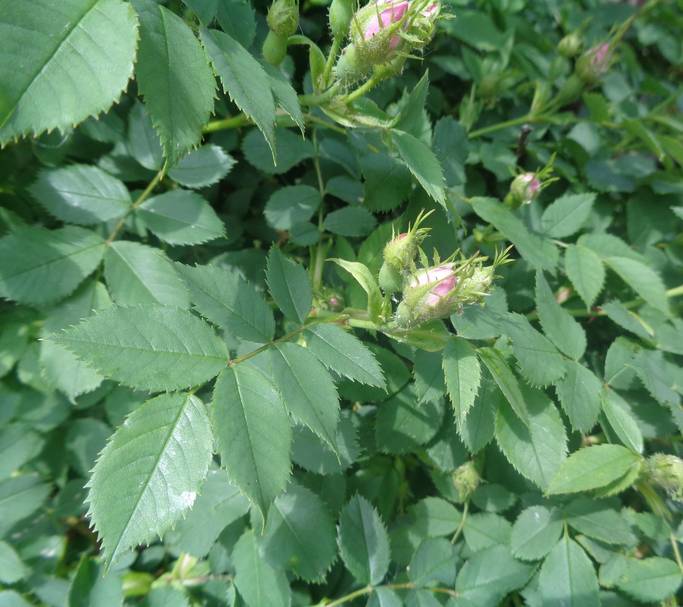 Image of genus Rosa specimen.